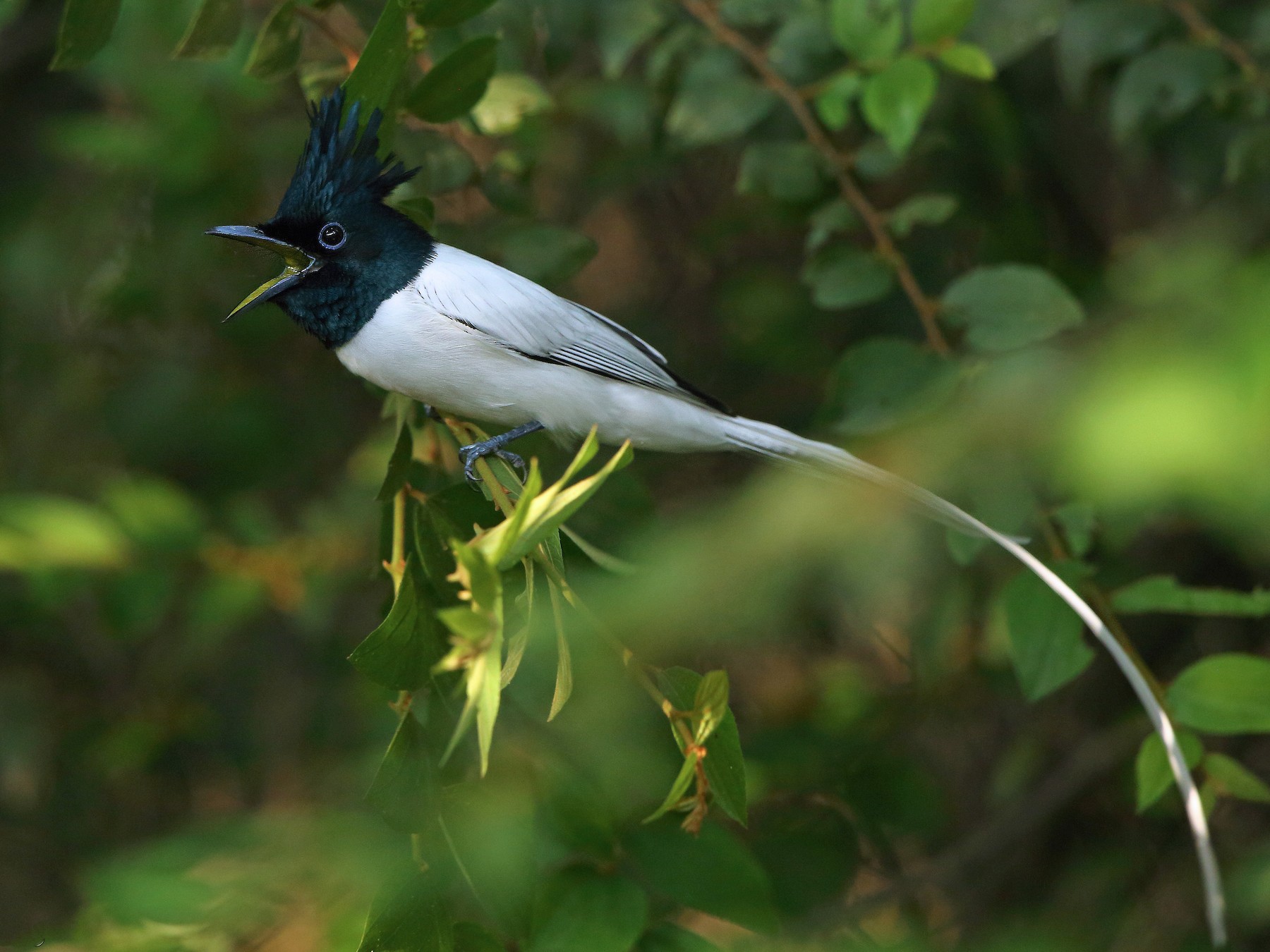 Indian Paradise-Flycatcher - Albin Jacob