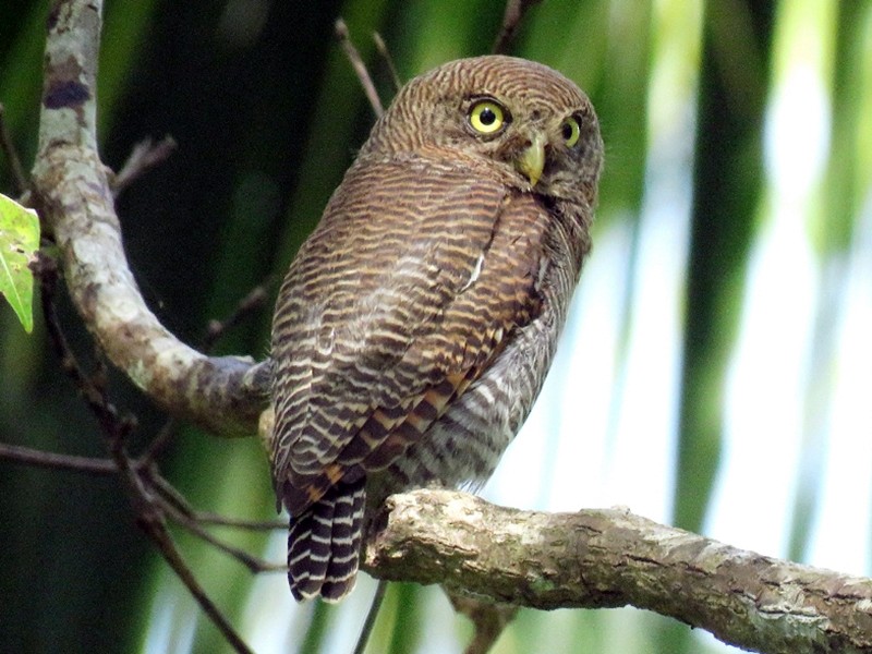 Jungle Owlet - sasidharan manekkara