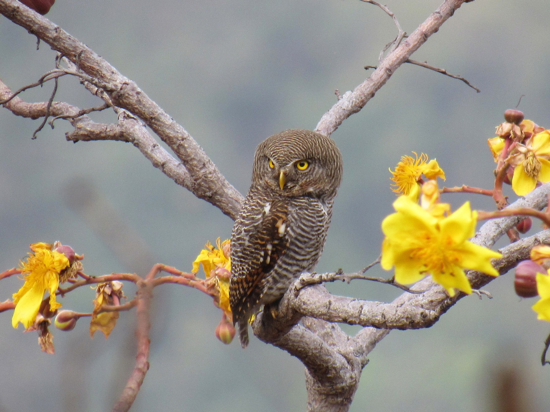 Jungle Owlet - Kalaimani Ayuthavel