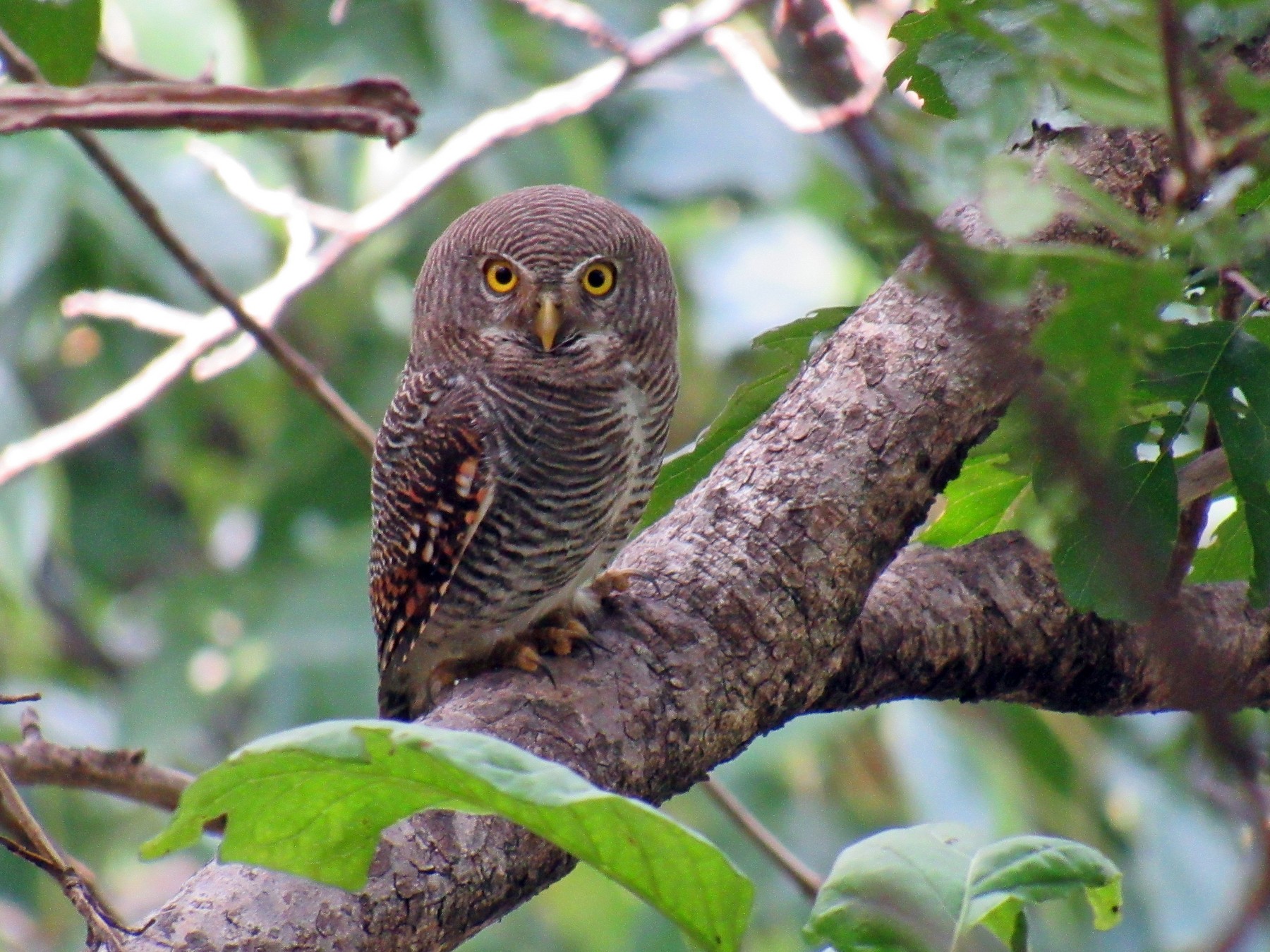 Jungle Owlet - Kalaimani Ayuthavel