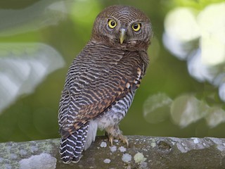 owlet account