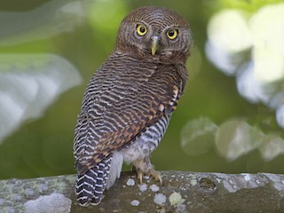 Jungle Owlet - Glaucidium radiatum - Birds of the World