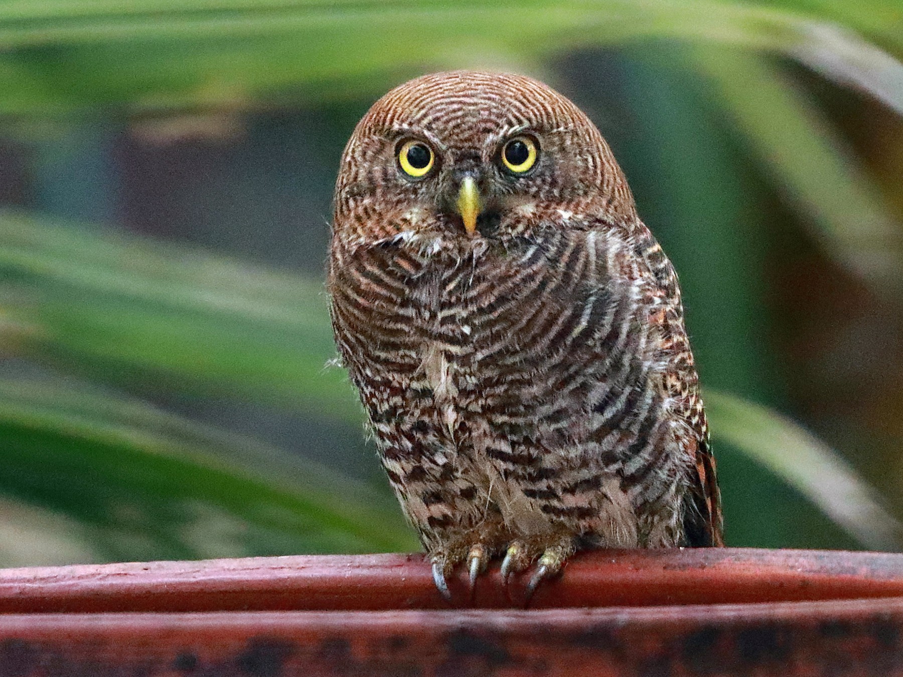 Jungle Owlet - Mukundan Kizhakkemadham