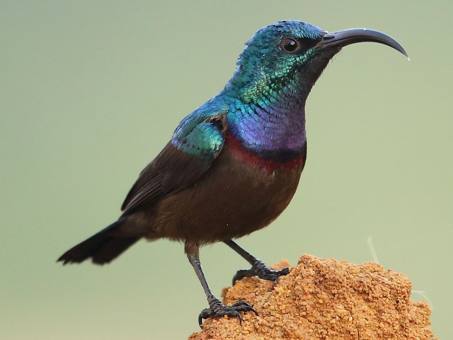 Loten's Sunbird - Albin Jacob