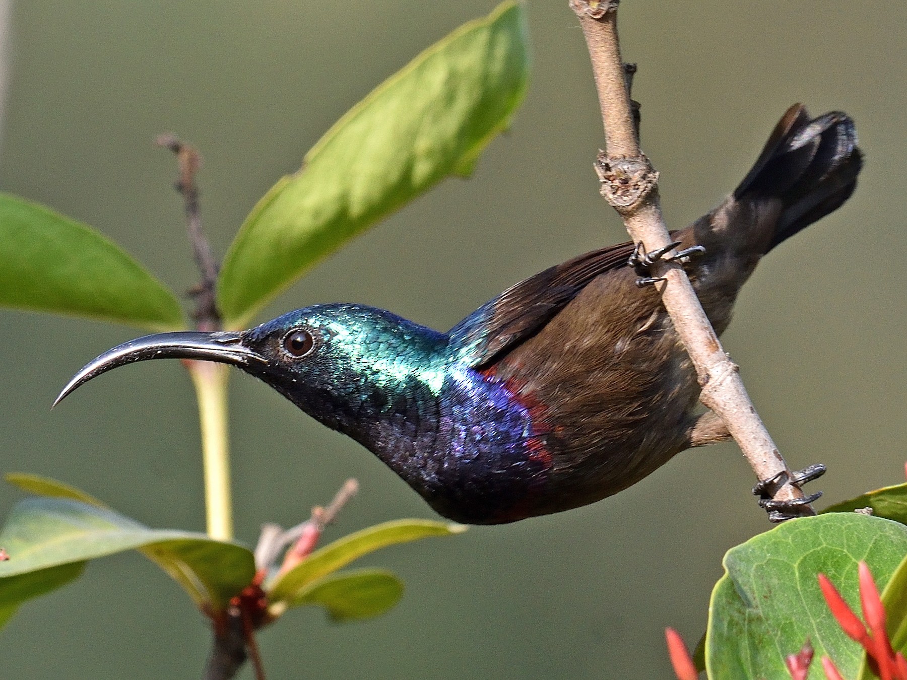 Loten's Sunbird - Mallika Rajasekaran