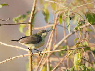 雌鳥 - Prem Prakash Garg - ML133741781