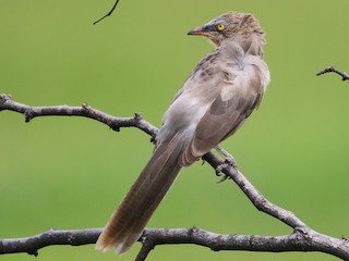  - Large Gray Babbler