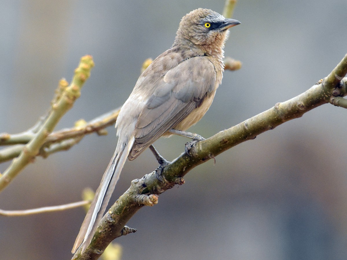 Large Gray Babbler - Argya malcolmi - Birds of the World
