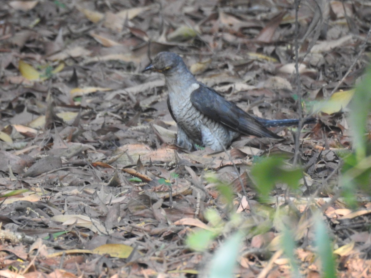 Common Cuckoo - Sudheesh  Mohan
