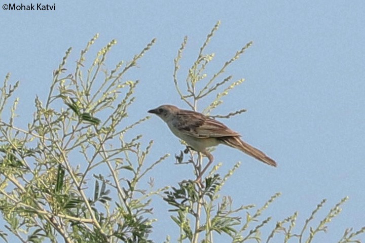 Bristled Grassbird - Mohak Katvi