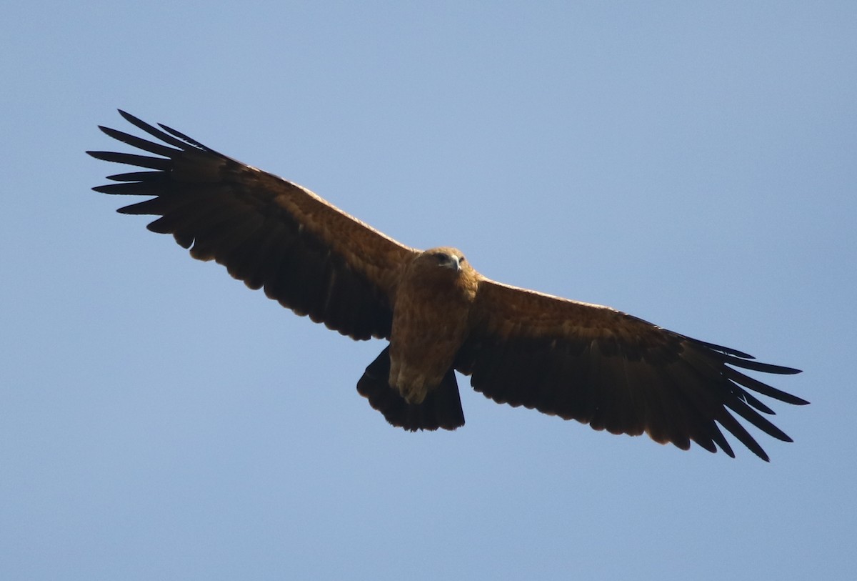Greater Spotted Eagle - ML133746931