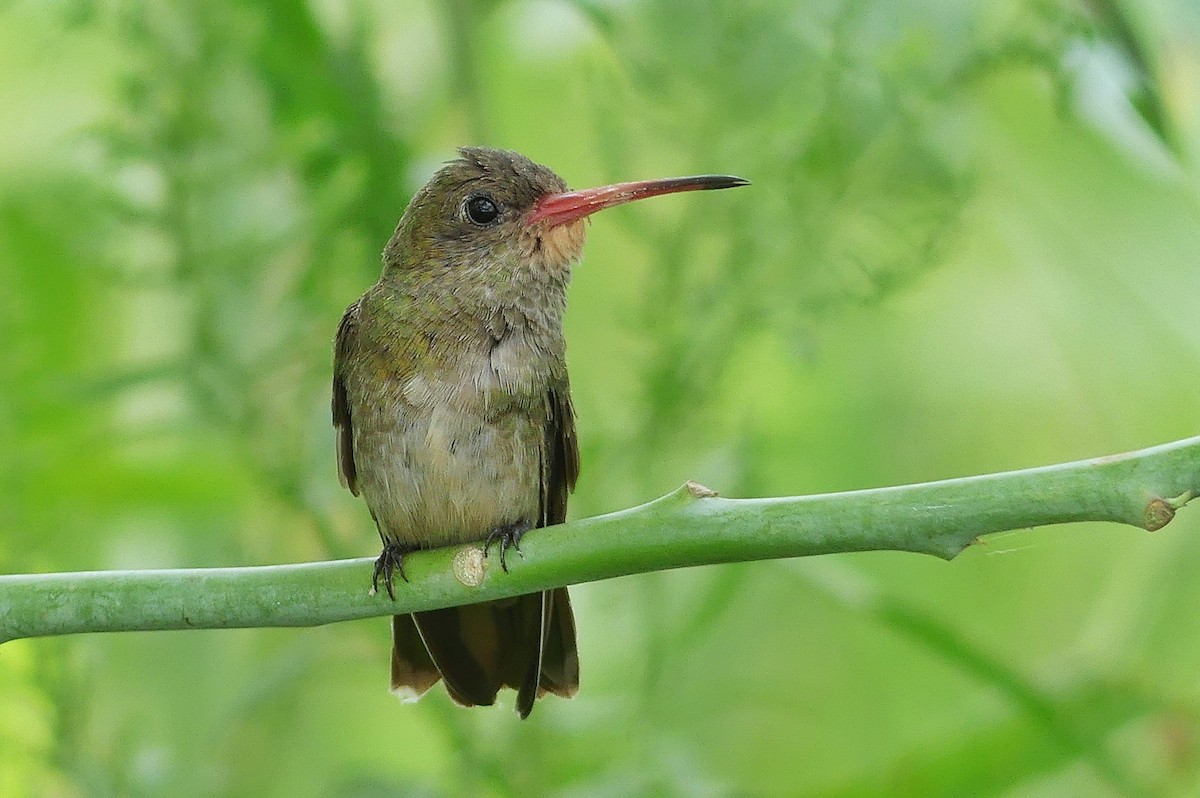 Gilded Hummingbird - Jorge  Quiroga