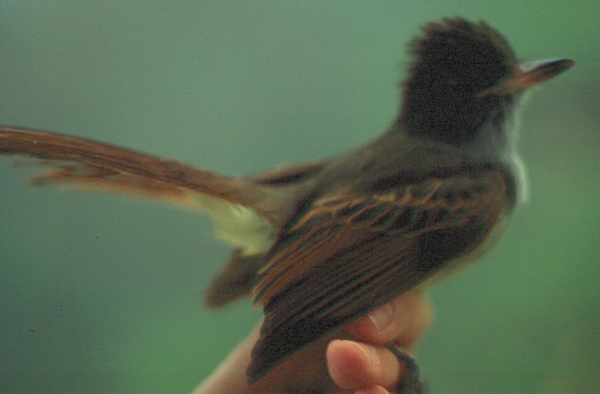 Rufous-tailed Flycatcher - Brad Bergstrom
