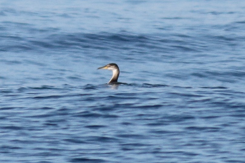 Red-necked Grebe - ML133750631