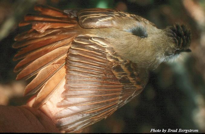 Rufous-tailed Flycatcher - Brad Bergstrom
