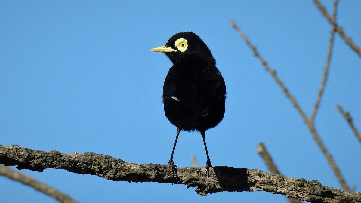 Spectacled Tyrant - ML133753271