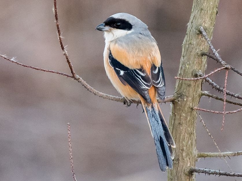 Long-tailed Shrike Lanius schach