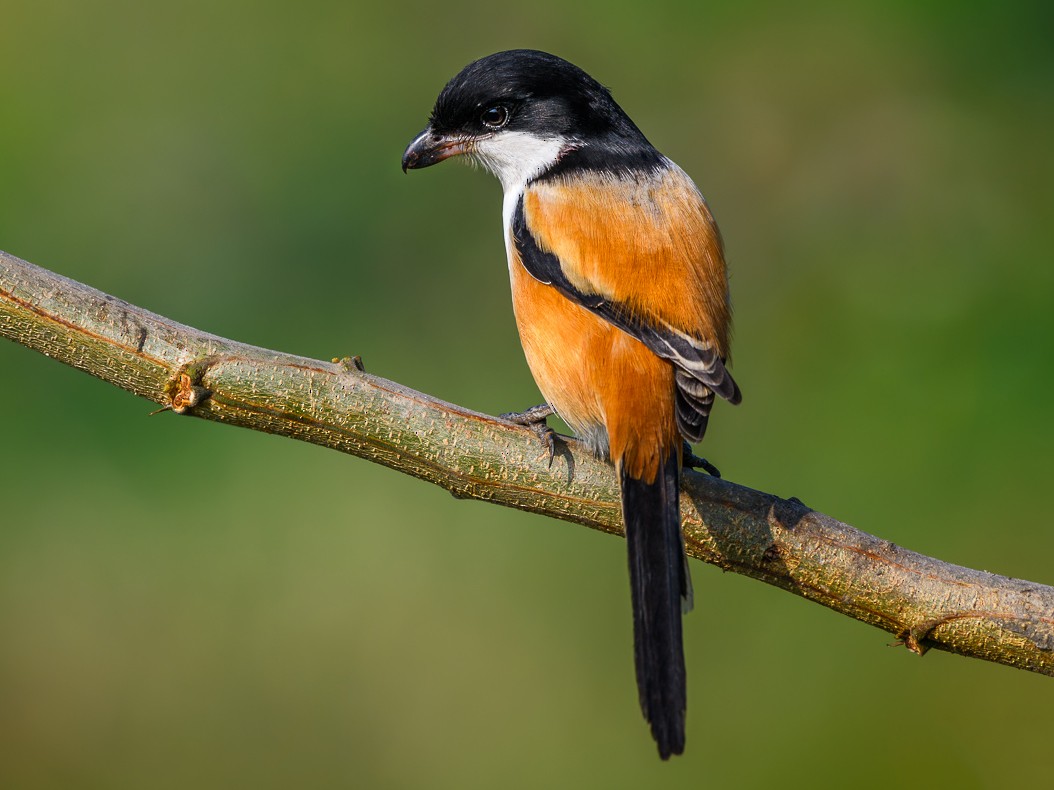 Long-tailed Shrike Lanius schach