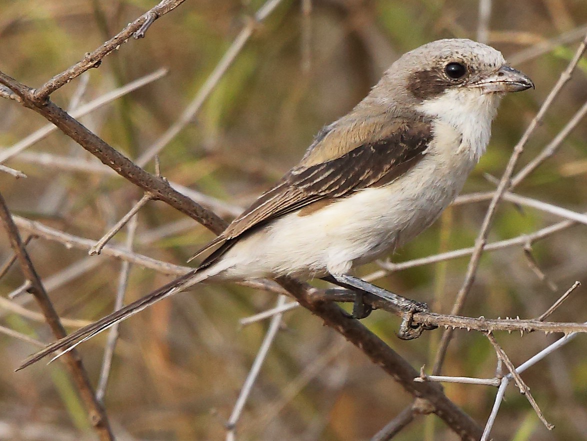 Long-tailed Shrike - Albin Jacob