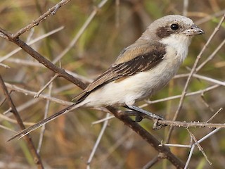 Молодая птица (erythronotus/caniceps) - Albin Jacob - ML133755551