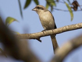 Молодая птица (erythronotus/caniceps) - Vishnu Vinod - ML133755581