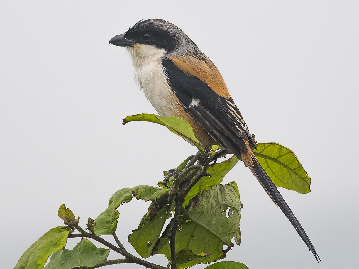 Long-tailed Shrike Lanius schach