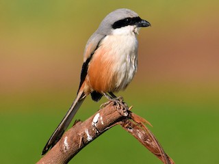 Long-tailed Shrike - eBird