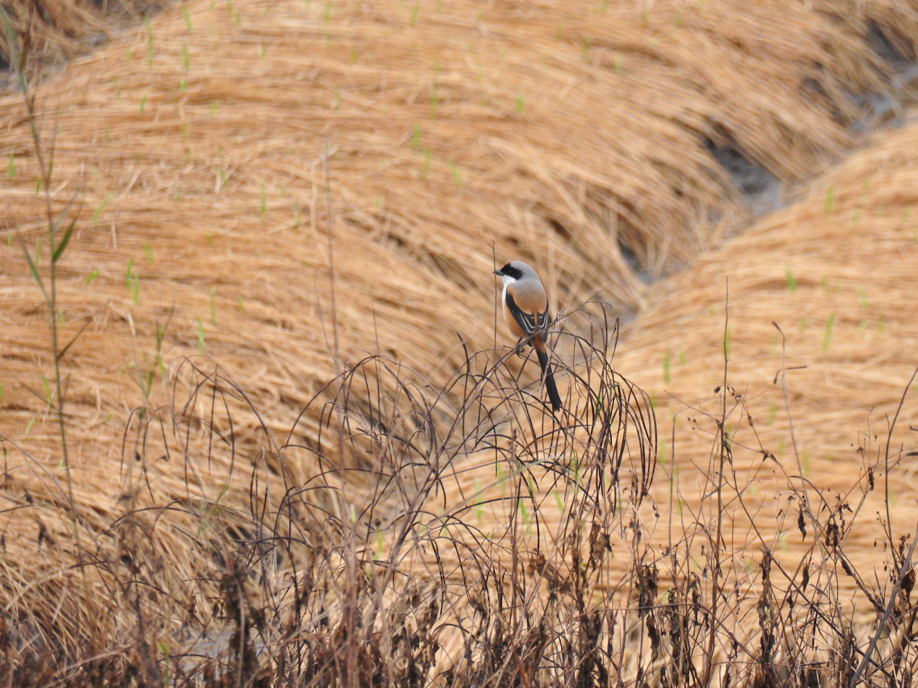 Long-tailed Shrike - Kun-Hui  Lin
