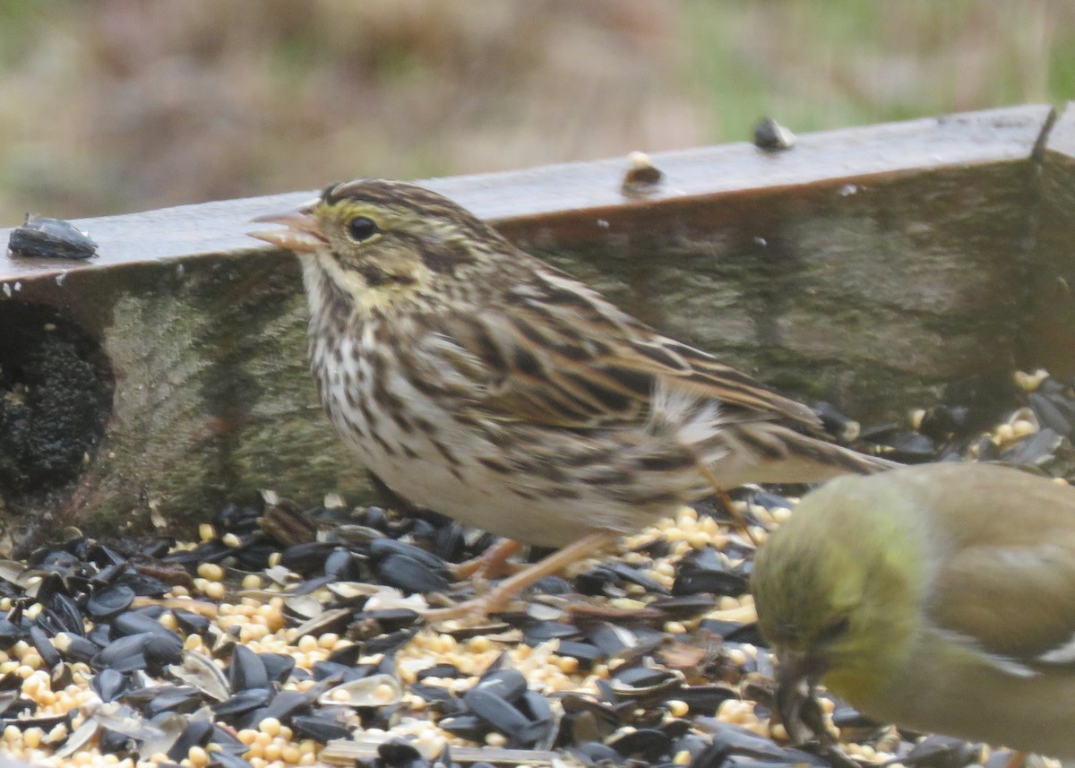 Savannah Sparrow - ML133757211