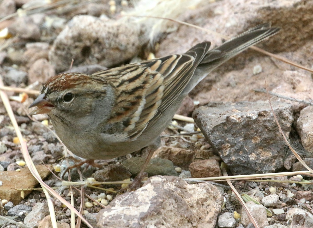 Chipping Sparrow - Ed Thomas