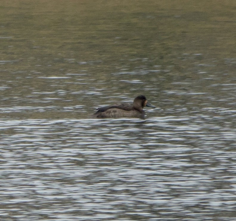 Greater Scaup - ML133759241