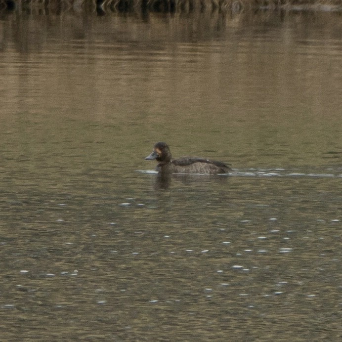 Greater Scaup - ML133759251