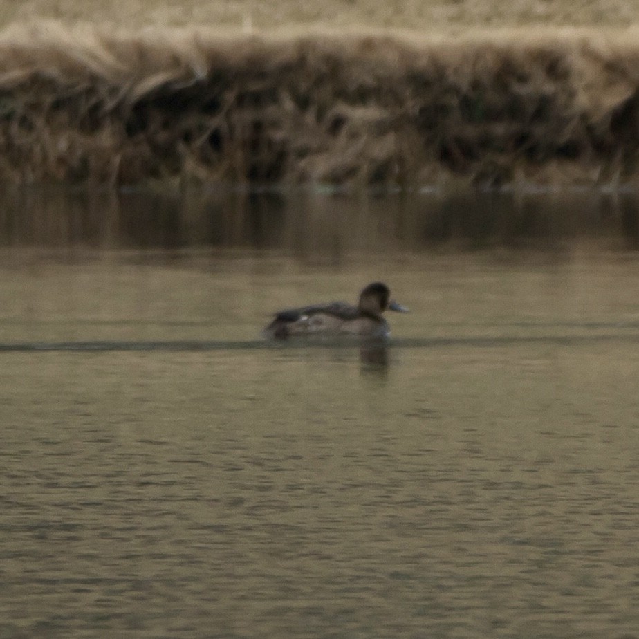 Greater Scaup - ML133759261