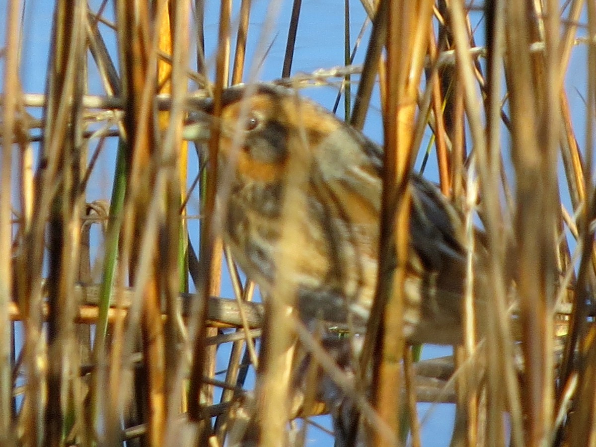 Nelson's/Saltmarsh Sparrow (Sharp-tailed Sparrow) - Joel Martin