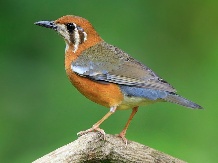 Orange-headed Thrush - Gavin Emmons