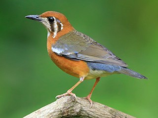 Adult (White-throated) - Gavin Emmons - ML133762071