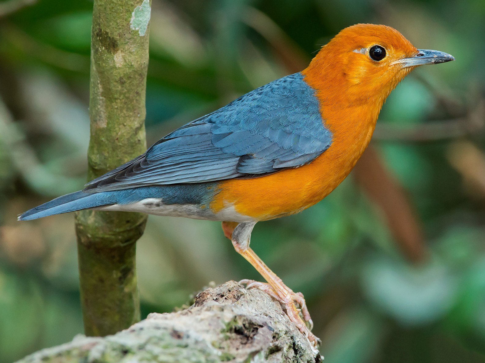 Orange-headed Thrush - Natthaphat Chotjuckdikul