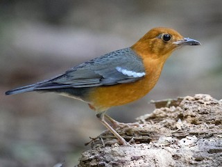 オレンジジツグミ - eBird