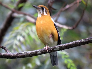 オレンジジツグミ - eBird