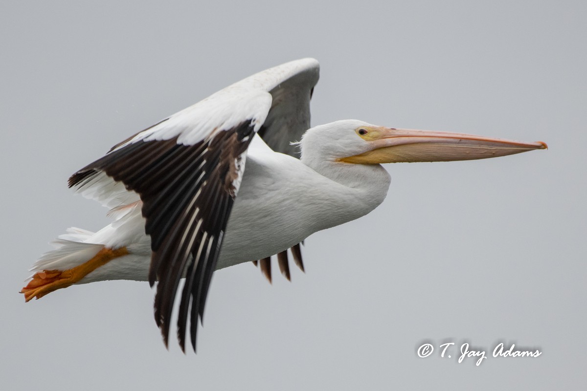 American White Pelican - T. Jay Adams