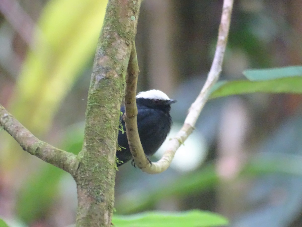 White-crowned Manakin - Sally Isacco