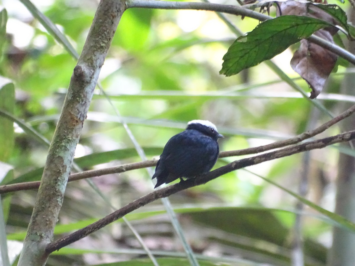 White-crowned Manakin - Sally Isacco