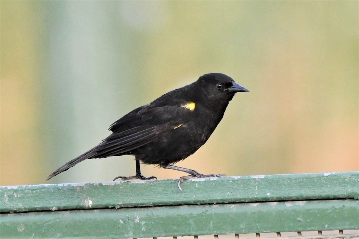 Yellow-winged Blackbird - Dan Bormann