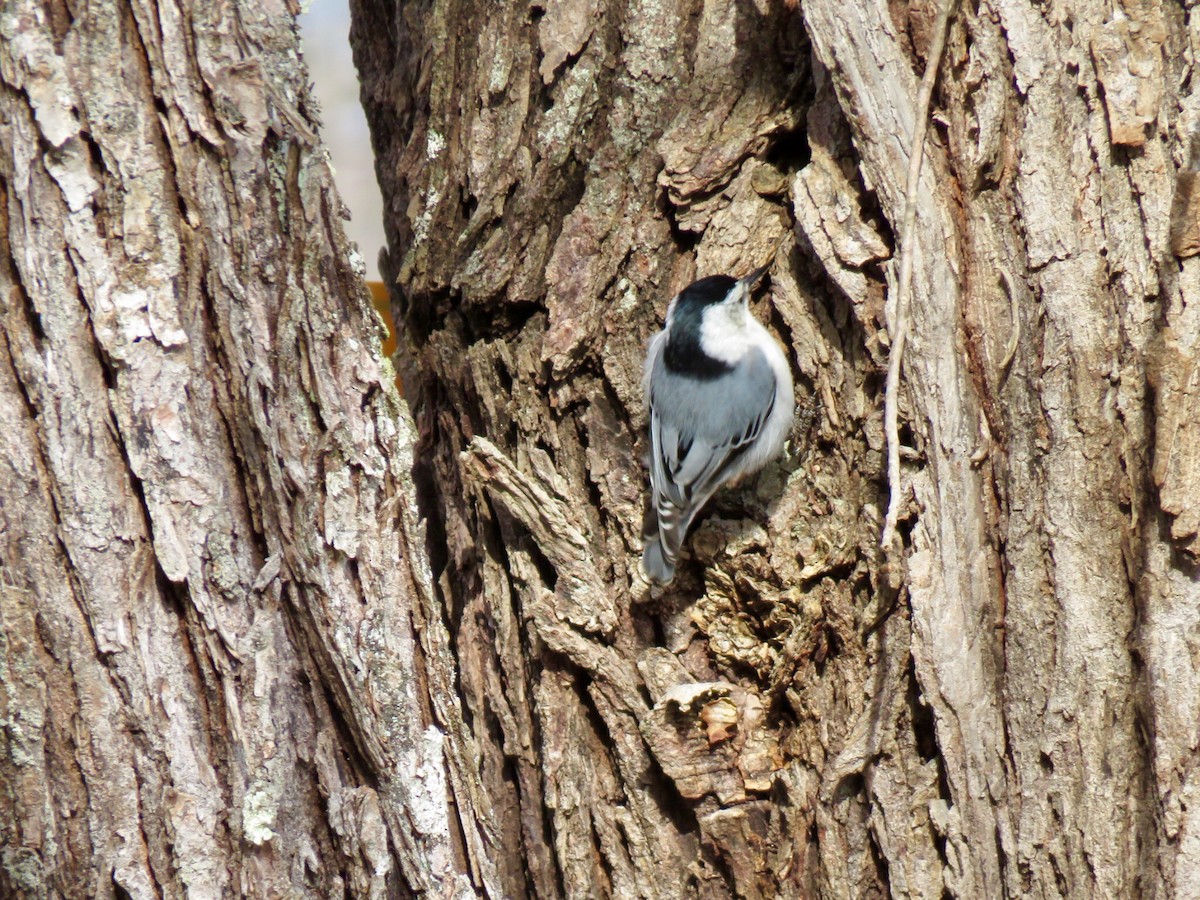 White-breasted Nuthatch - Kathleen Ashman