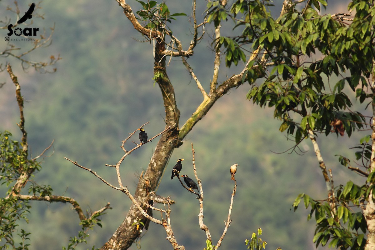 Southern Hill Myna - Soar Excursions