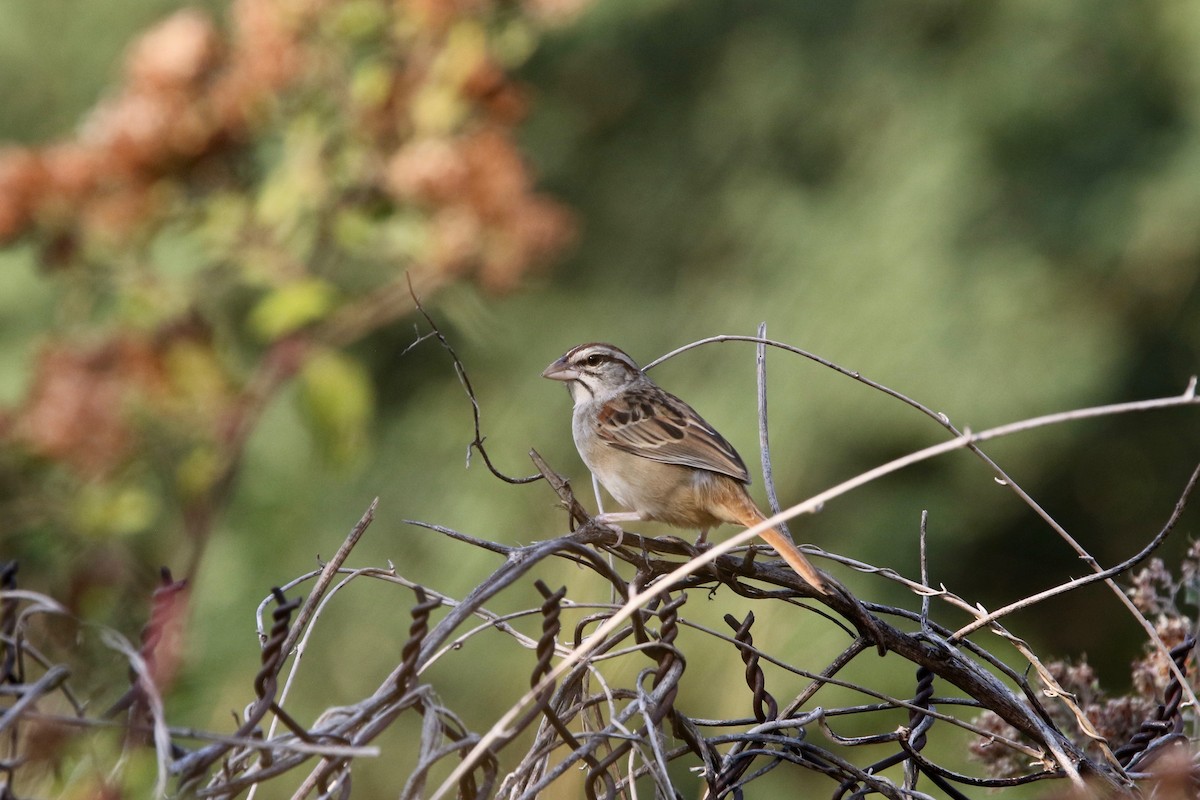 Cinnamon-tailed Sparrow - Olivier Langrand