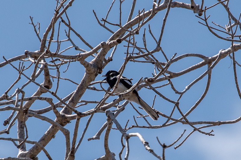 Madagascar Magpie-Robin - James Harper