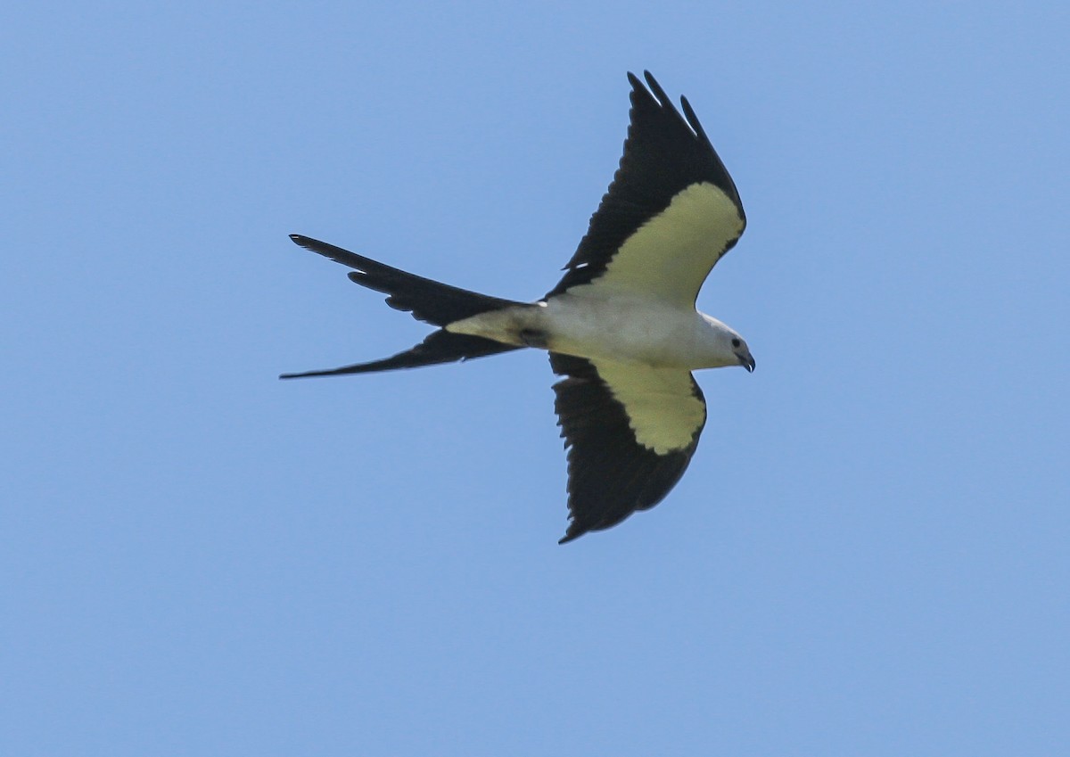 Swallow-tailed Kite - Gale VerHague