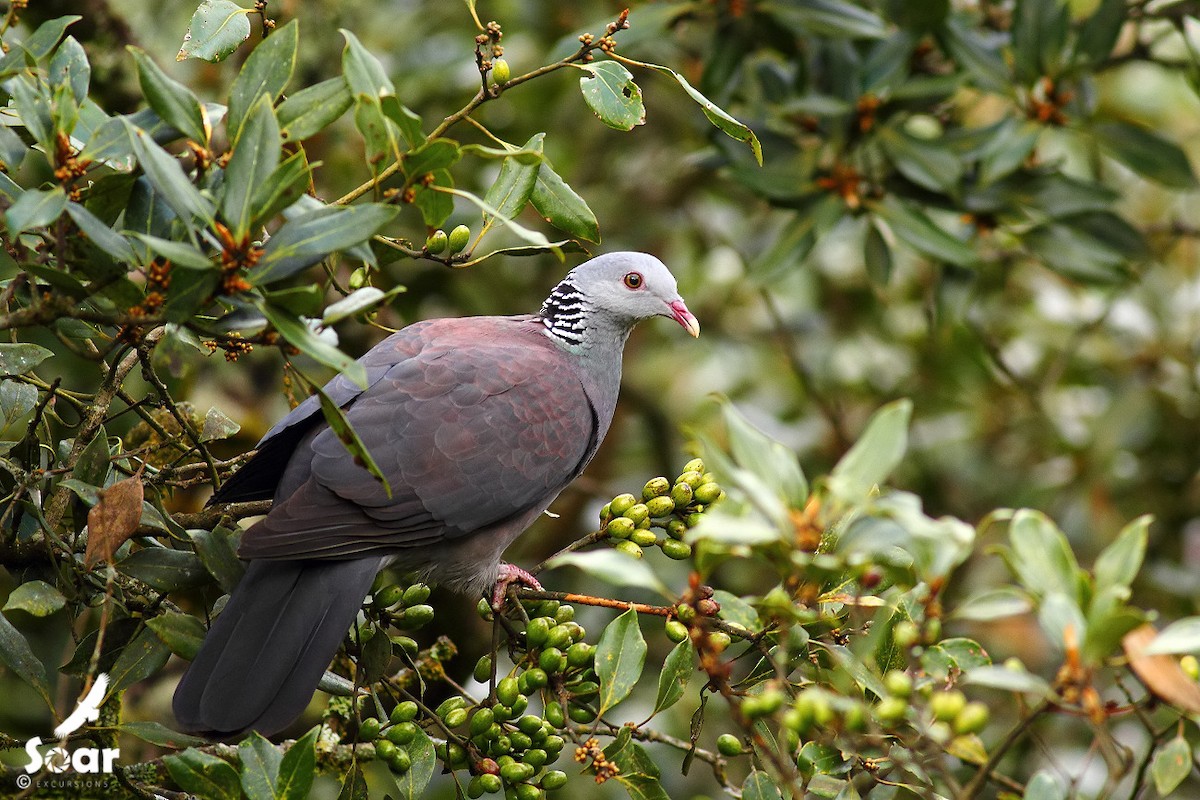 Nilgiri Wood-Pigeon - Soar Excursions