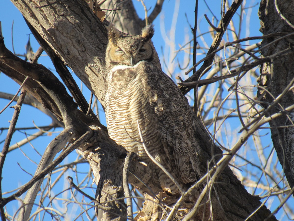 Great Horned Owl - ML133787111